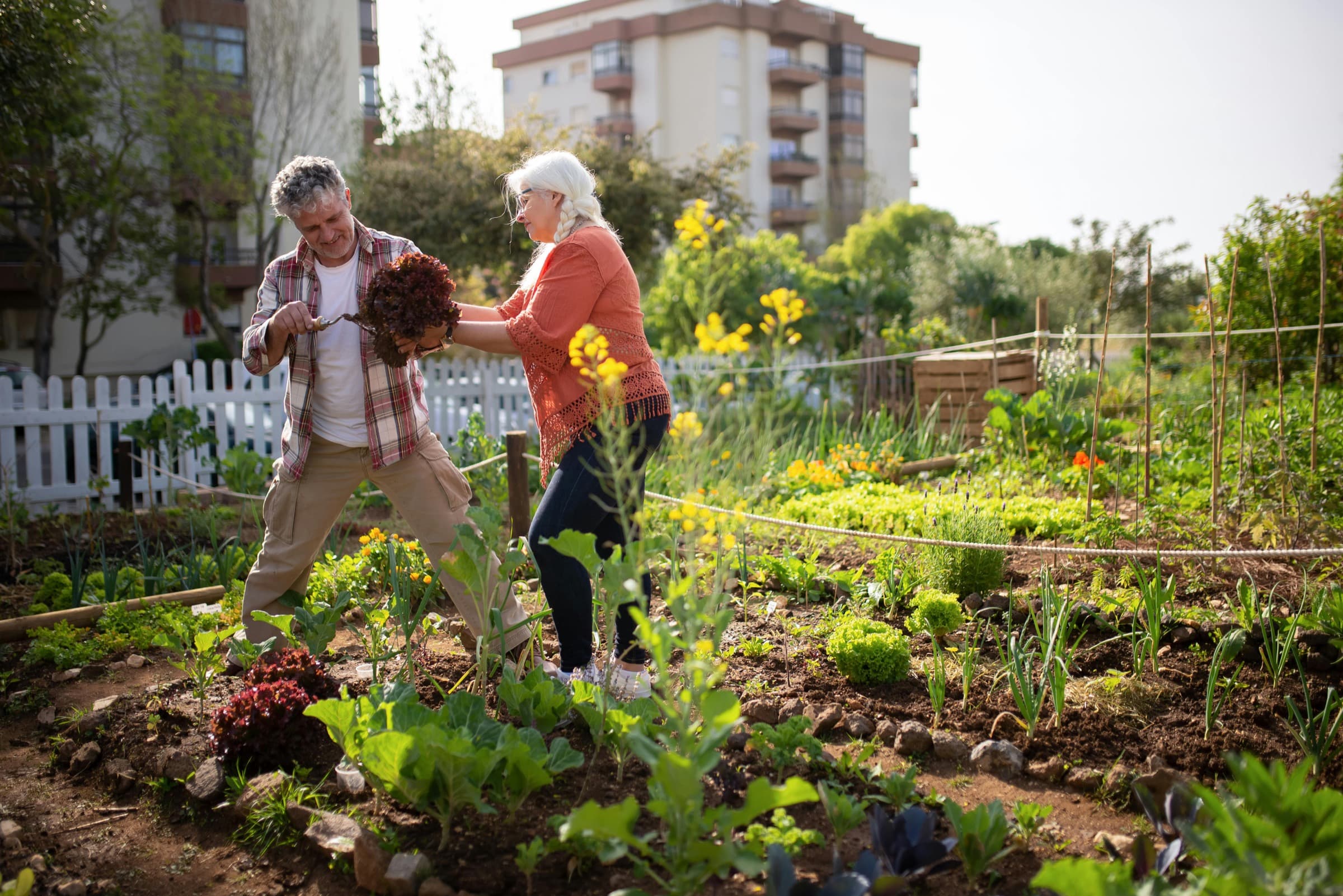 Two people harvesting lettuce in an urban garden