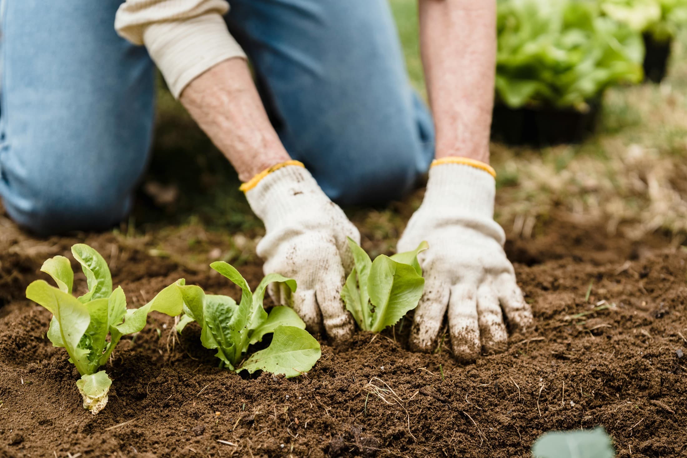 Gloved hands planting leafy seedlings in soil