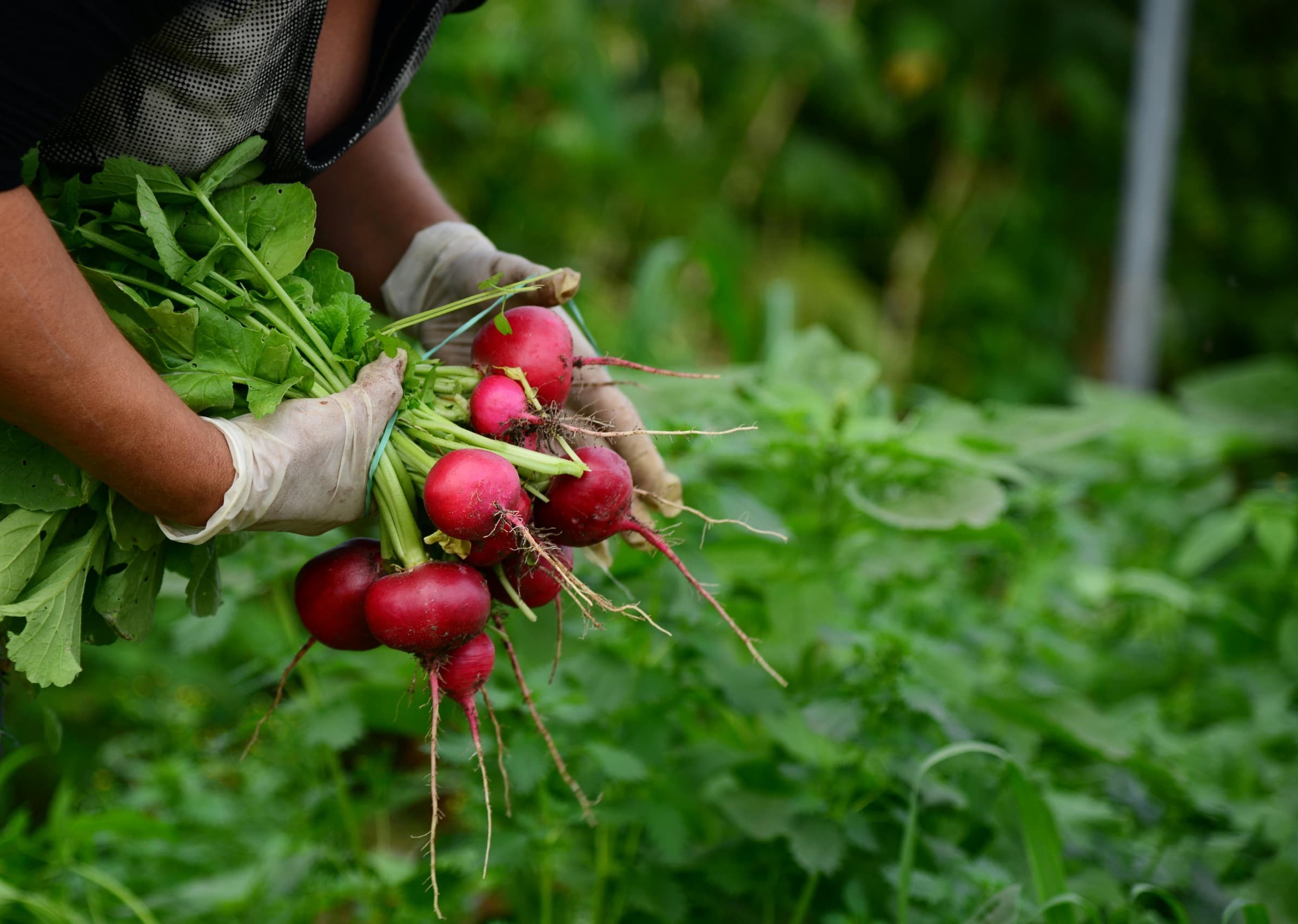 Gloved hands holding freshly harvested red radishes