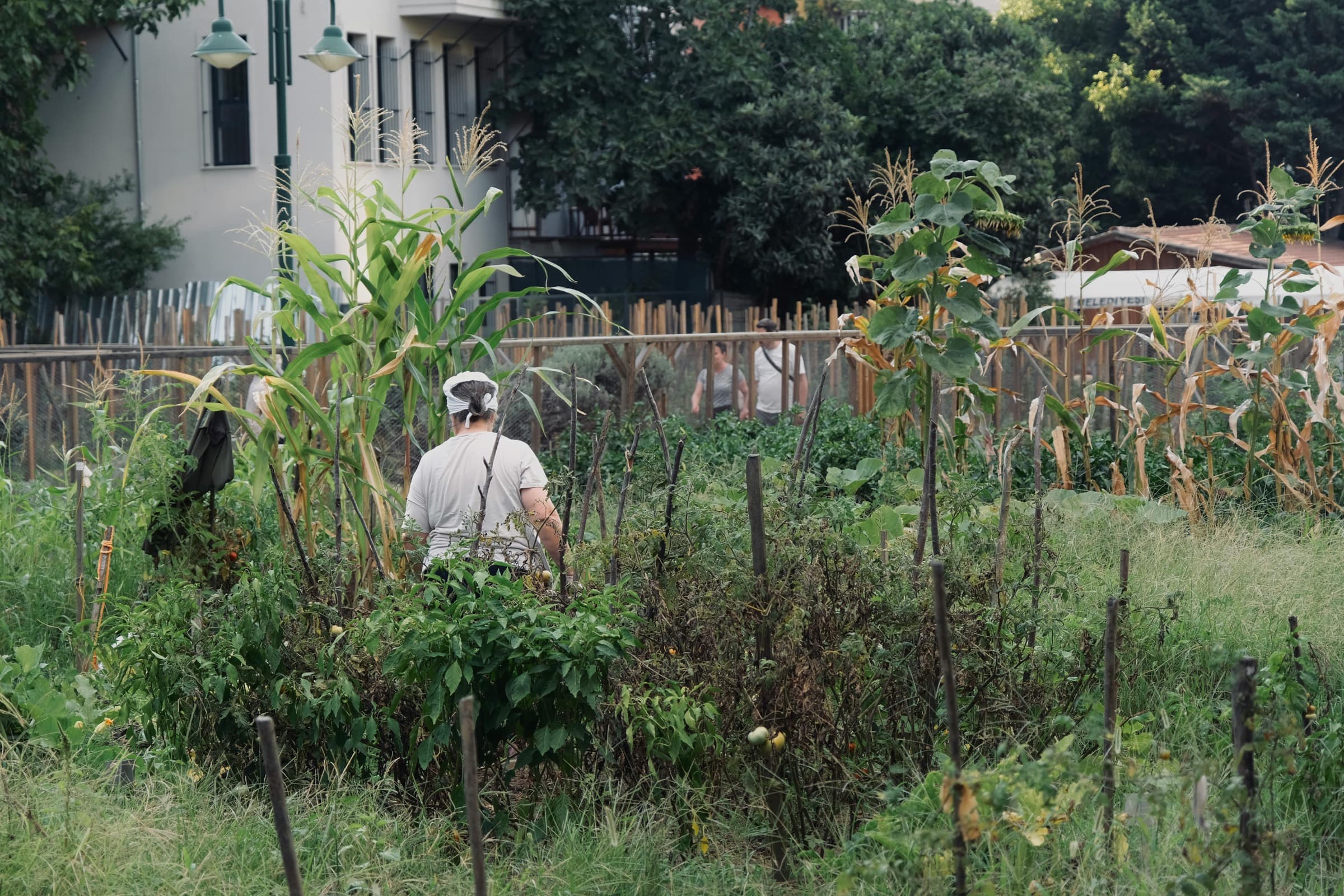 Gardeners tending corn and vegetables between city buildings