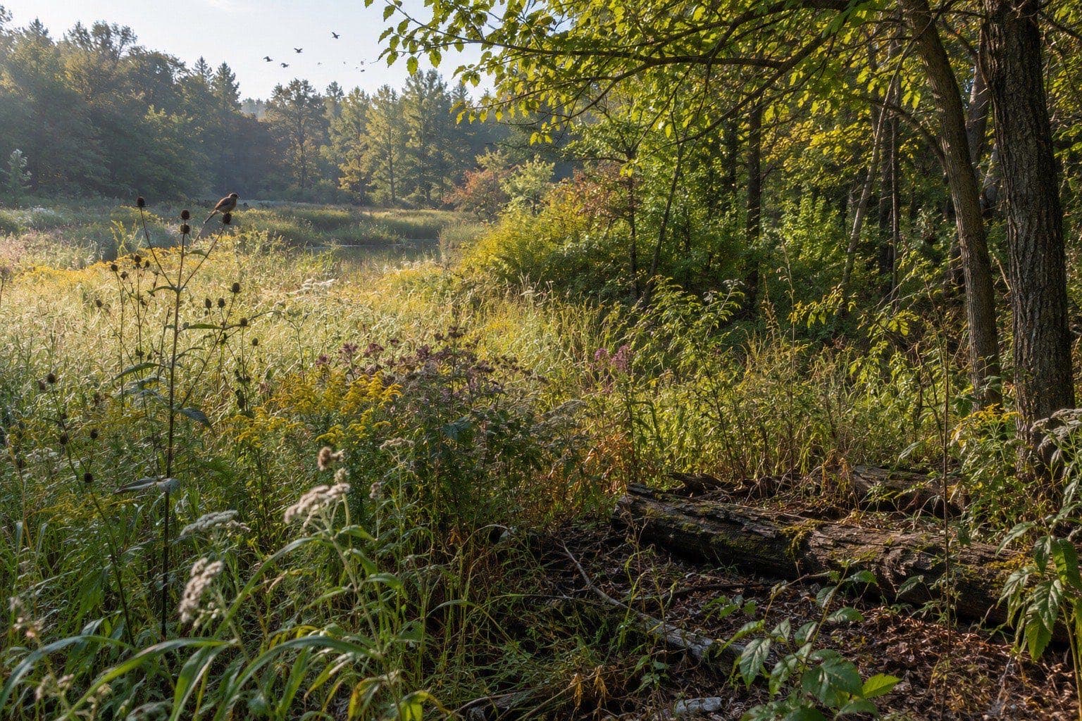 A native meadow meeting a woodland edge in morning light
