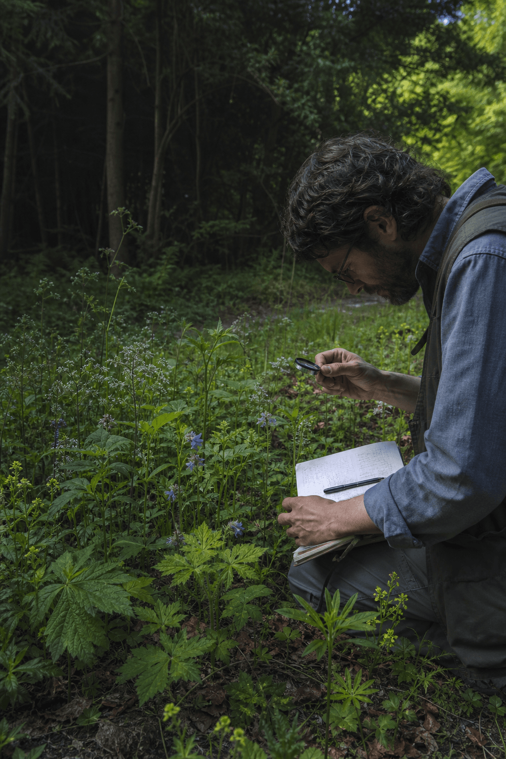 Wild Foraging Field Guide cover